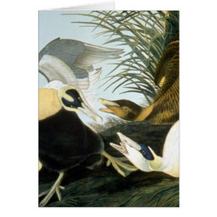 Audubon: Eiderenten-Ente