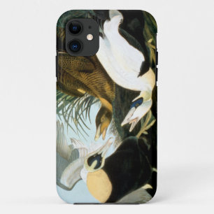 Audubon: Eiderenten-Ente Case-Mate iPhone Hülle