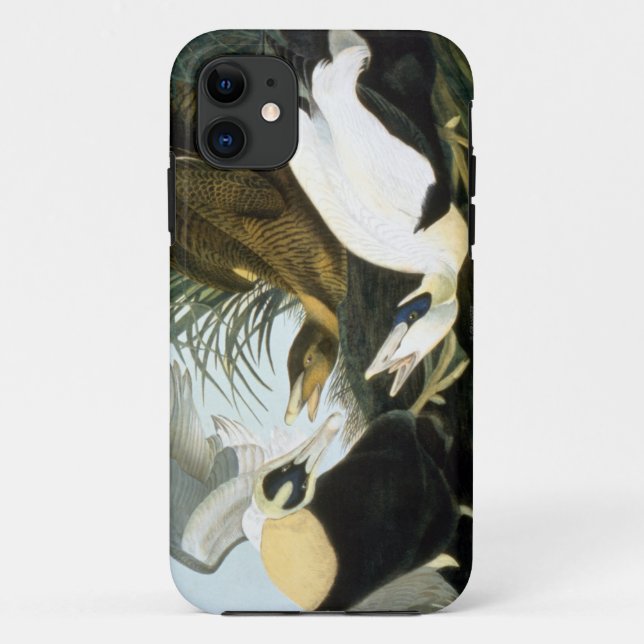 Audubon: Eiderenten-Ente Case-Mate iPhone Hülle (Rückseite)