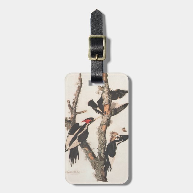 Audubon Elfenbeinspecht Gepäckanhänger (Vorderseite vertikal)