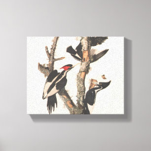 Audubon Elfenbeinspecht Leinwanddruck