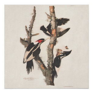 Audubon Elfenbeinspecht Poster