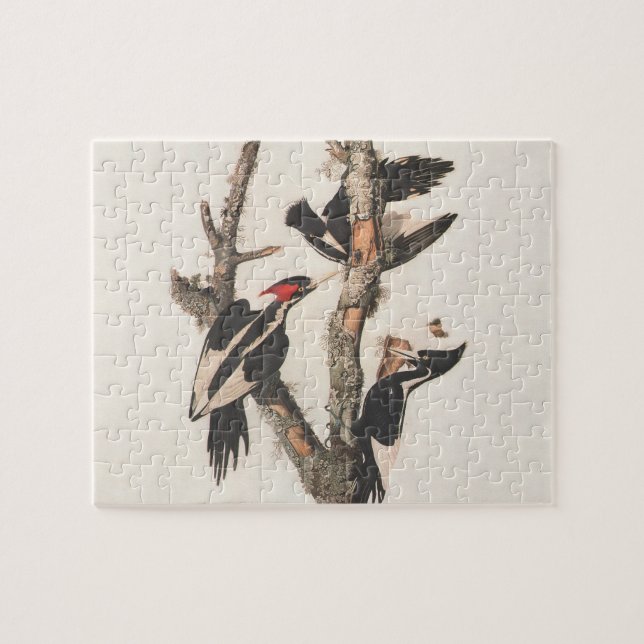 Audubon Elfenbeinspecht Puzzle (Horizontal)