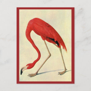 Audubon Flamingo Postcard Postkarte