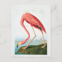 Audubon Flamingo