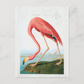Audubon Flamingo Postkarte
