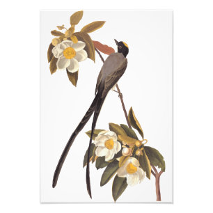 Audubon Fork-Tails Flycatcher Bird Vintage Kunst Fotodruck