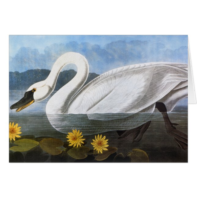 Audubon: Gemeiner Schwan (Vorderseite (Horizontal))