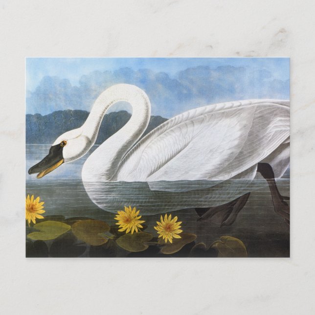 Audubon: Gemeiner Schwan Postkarte (Vorderseite)