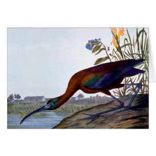 Audubon: Glattes IBIS