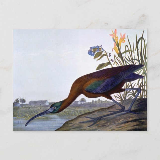 Audubon: Glossy Ibis Postkarte (Vorderseite)