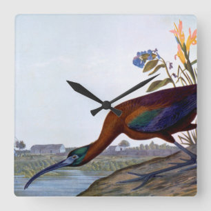 Audubon: Glossy Ibis Quadratische Wanduhr