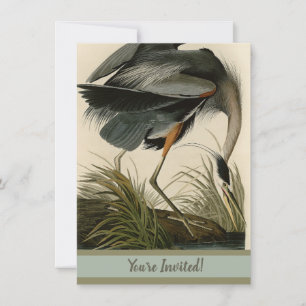 Audubon Graureiher-Sumpfvogel Einladung