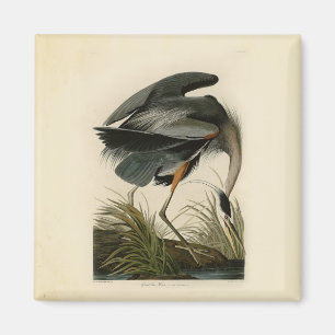 Audubon Graureiher Sumpfvogel Magnet