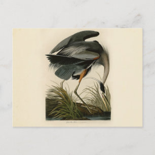 Audubon Graureiher-Sumpfvogel Postkarte