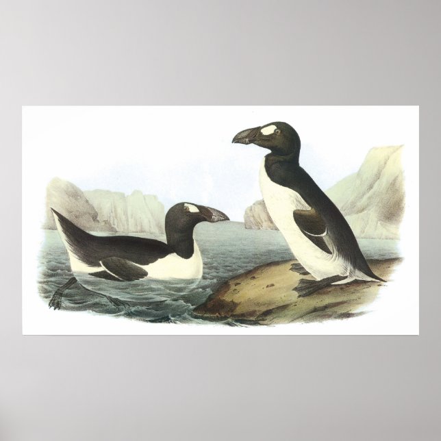 Audubon Great Auk Poster (Vorne)