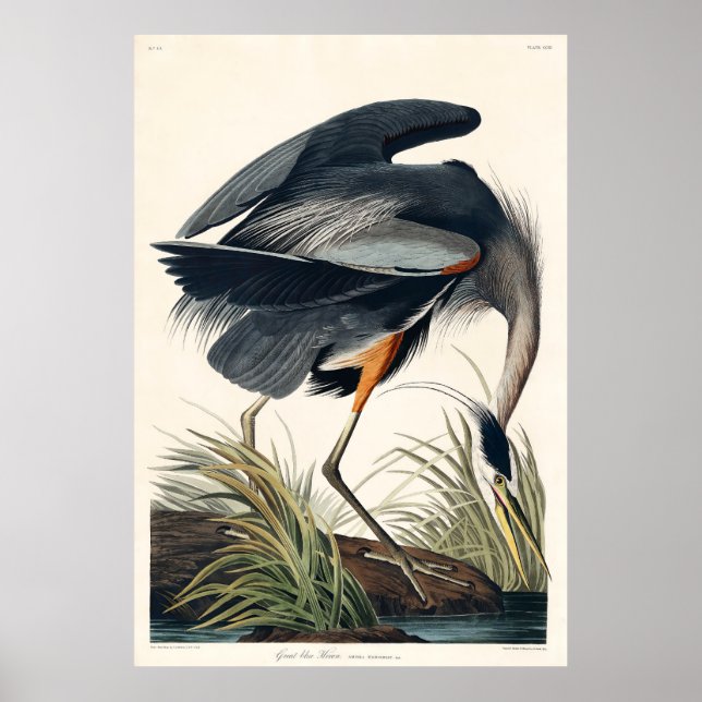Audubon Great Blue Heron 1834 Plate CCXI Poster (Vorne)