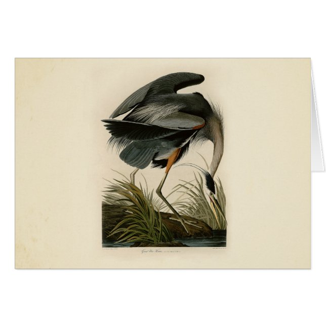 Audubon Great Blue Heron Marsh Bird (Vorderseite (Horizontal))