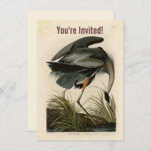 Audubon Great Blue Heron Marsh Bird Einladung