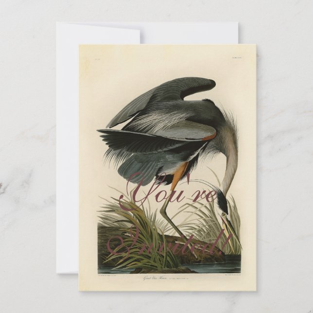 Audubon Great Blue Heron Marsh Bird Einladung (Vorderseite)