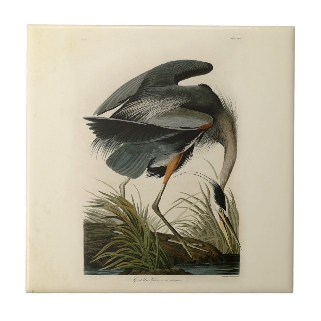 Audubon Great Blue Heron Marsh Bird Fliese (Vorderseite)