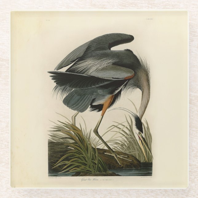 Audubon Great Blue Heron Marsh Bird Glasuntersetzer (Vorderseite)