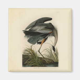 Audubon Great Blue Heron Marsh Bird Magnet