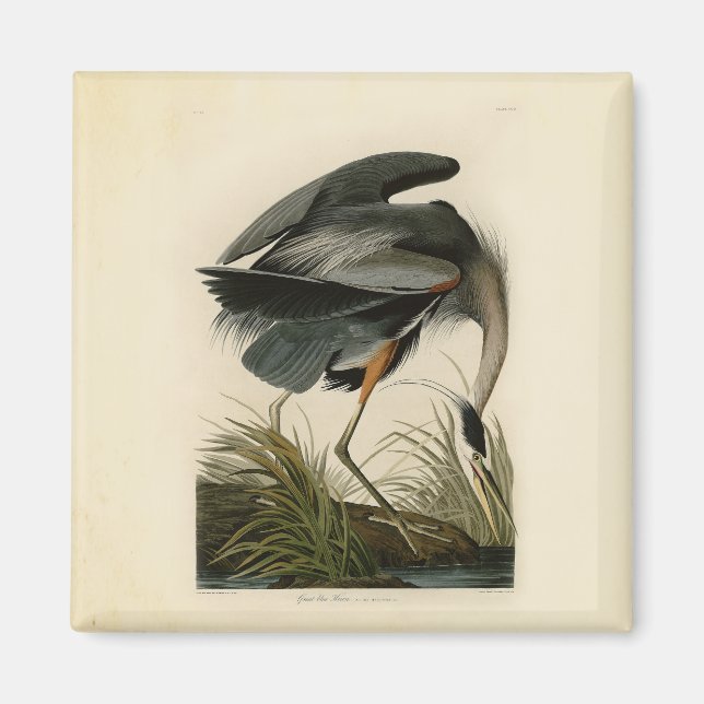 Audubon Great Blue Heron Marsh Bird Magnet (Vorne)