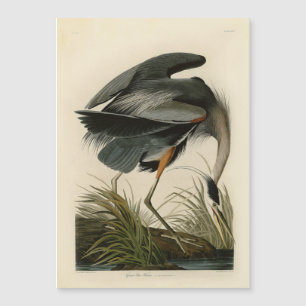 Audubon Great Blue Heron Marsh Bird Magnetkarte