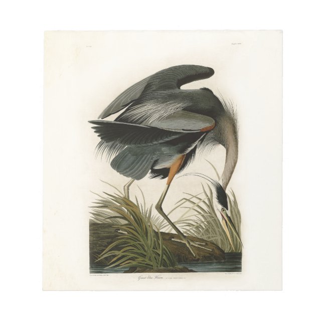 Audubon Great Blue Heron Marsh Bird Notizblock (Vorderseite)