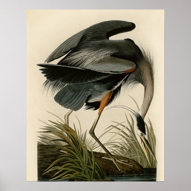 Audubon Great Blue Heron Marsh Bird Poster (Vorne)