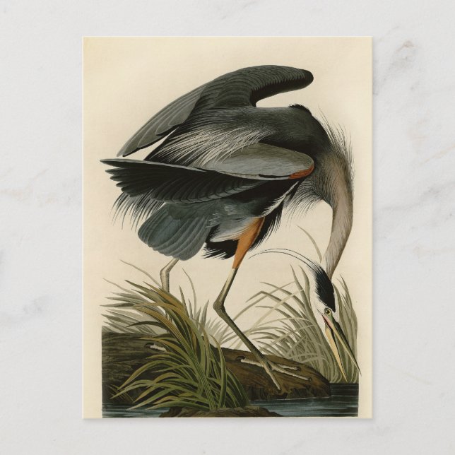 Audubon Great Blue Heron Marsh Bird Postkarte (Vorderseite)