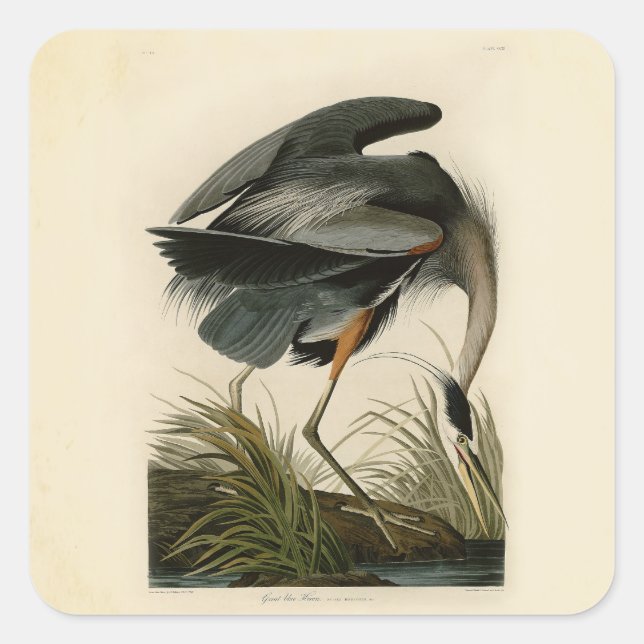 Audubon Great Blue Heron Marsh Bird Quadratischer Aufkleber (Vorderseite)