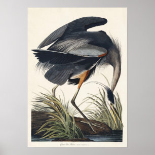 Audubon Great Blue Heron Wetland Majestät Poster