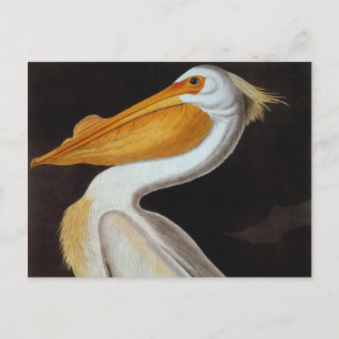 Audubon: Great White Pelican Postkarte