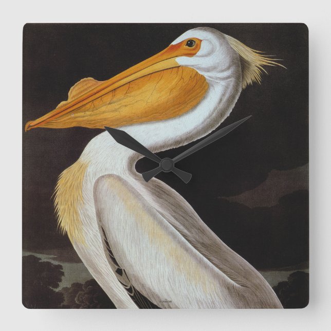 Audubon: Great White Pelican Quadratische Wanduhr (Vorderseite)