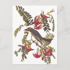Audubon Grey Kingbird on Hummingbird Tree Postkarte