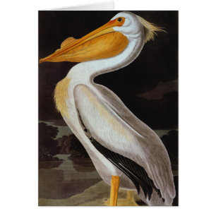 Audubon: Großer weißer Pelikan