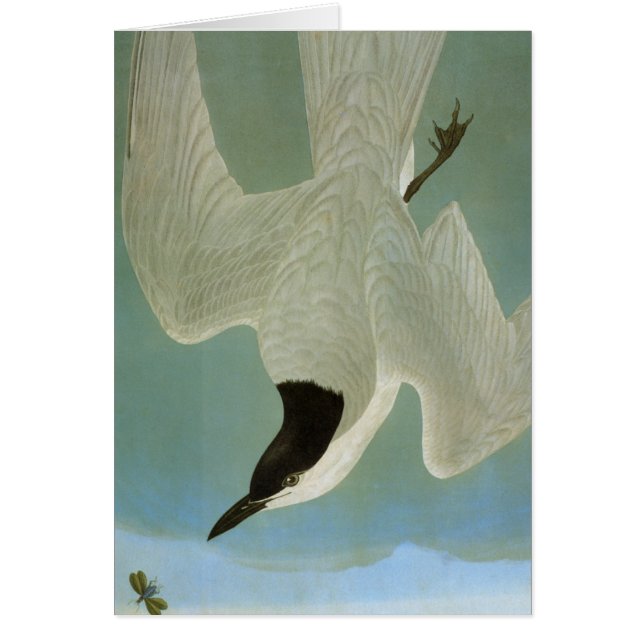 Audubon: Gull-Billed Tern (Vorne)