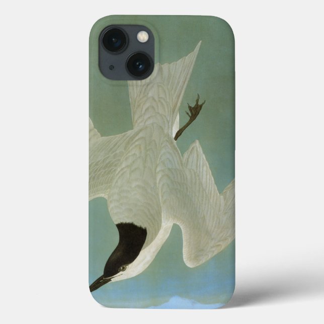 Audubon: Gull-Billed Tern Case-Mate iPhone Hülle (Rückseite)