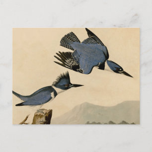 Audubon Gürtel-Kisvogel Vintage Vogel Natur Postkarte