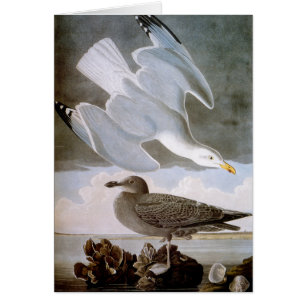Audubon: Hering Gull