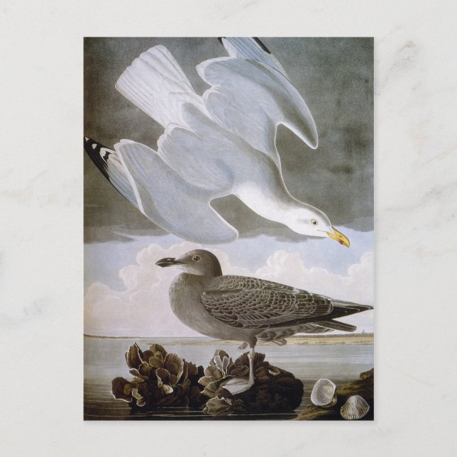 Audubon: Hering Gull Postkarte (Vorderseite)