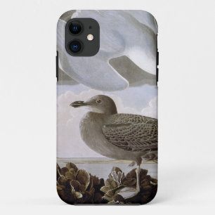 Audubon: Hering-Möve iPhone 11 Hülle