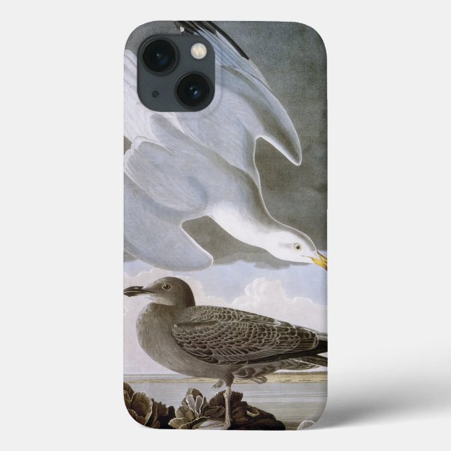 Audubon: Hering-Möve Case-Mate iPhone Hülle (Rückseite)