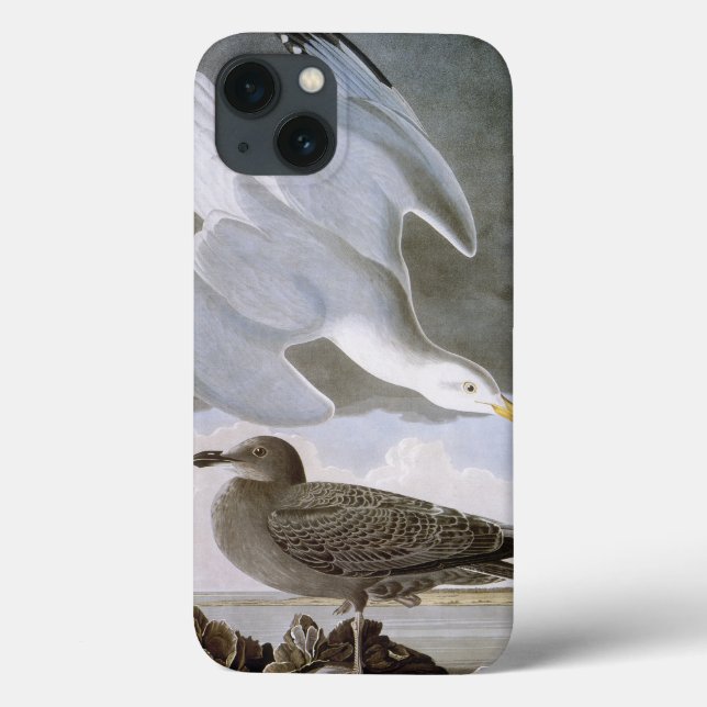 Audubon: Hering-Möve Case-Mate iPhone Hülle (Rückseite)
