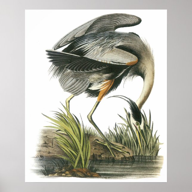 Audubon Heron Poster (Vorne)