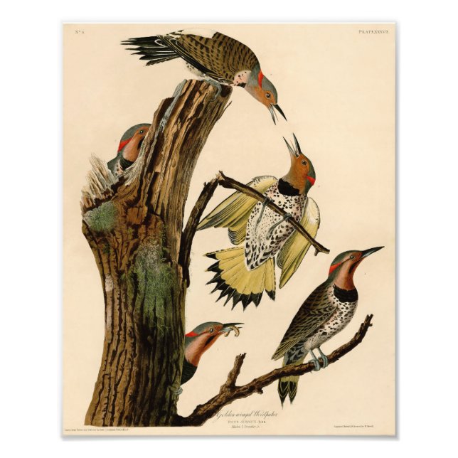 Audubon Illustration Golden Winged Woodpecker Fotodruck (Vorne)