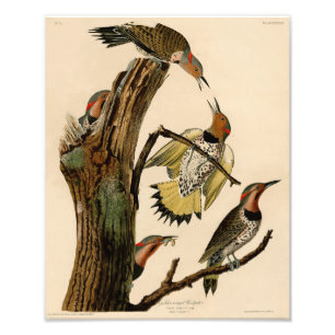 Audubon-Illustration Goldflügel-Specht Fotodruck