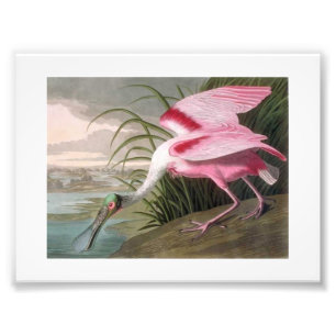 Audubon Illustration Spoonbill Fotodruck